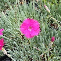 Dianthus 'Neon Star'
